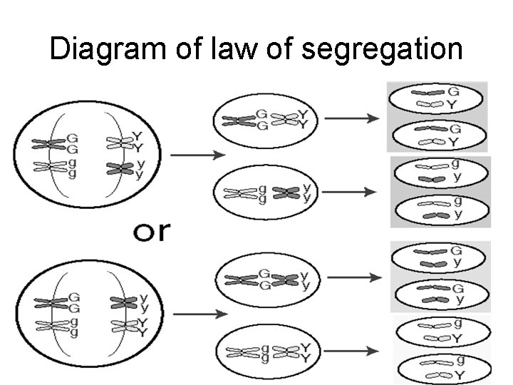 Diagram of law of segregation 