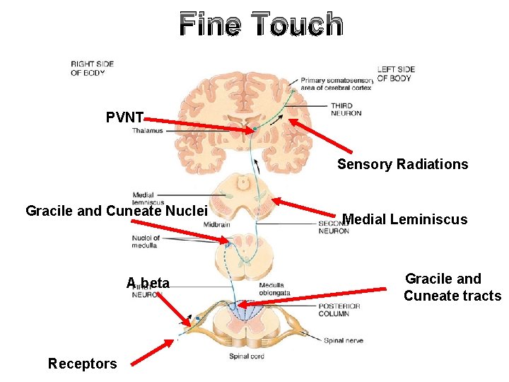 Fine Touch PVNT Sensory Radiations Gracile and Cuneate Nuclei A beta Receptors Medial Leminiscus