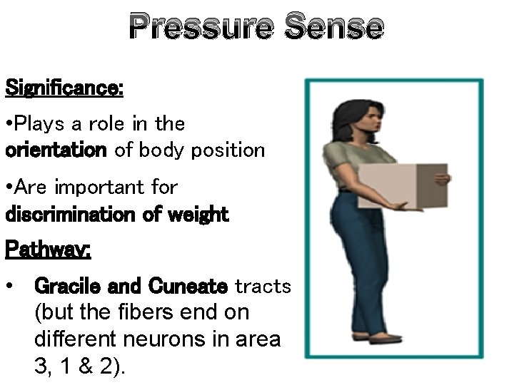 Pressure Sense Significance: • Plays a role in the orientation of body position •