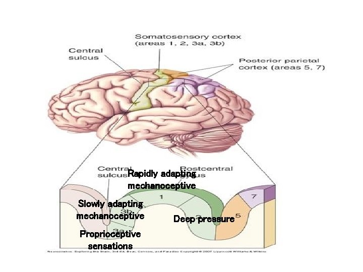 Rapidly adapting mechanoceptive Slowly adapting mechanoceptive Proprioceptive sensations Deep pressure 