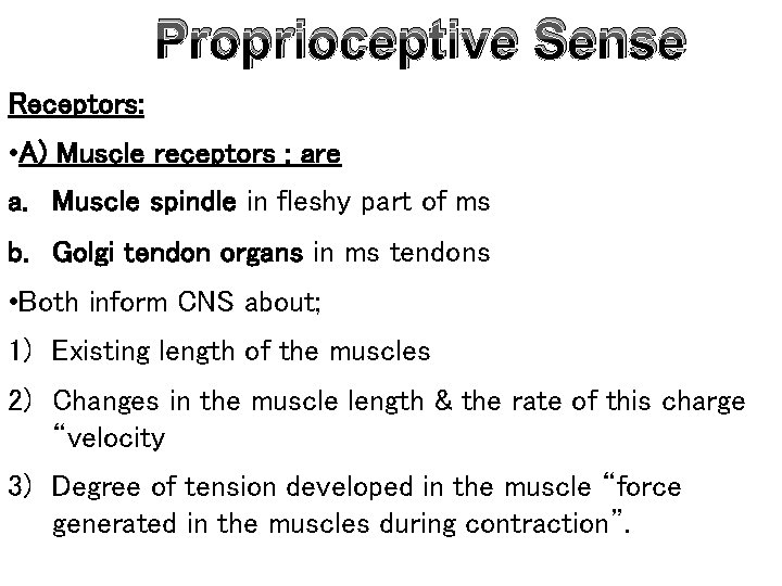 Proprioceptive Sense Receptors: • A) Muscle receptors : are a. Muscle spindle in fleshy