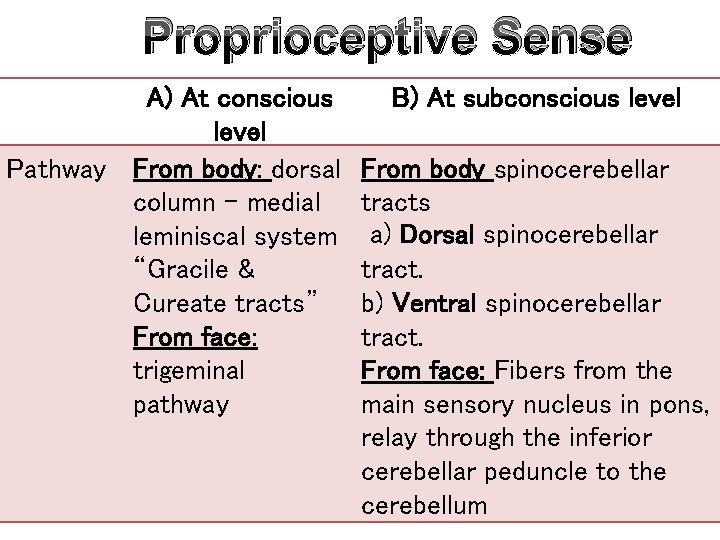 Proprioceptive Sense A) At conscious level Pathway From body: dorsal column – medial leminiscal