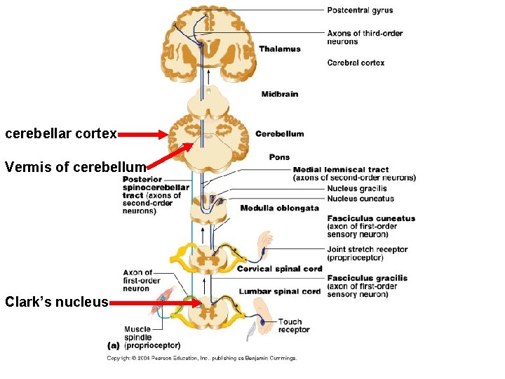 cerebellar cortex Vermis of cerebellum Clark’s nucleus 