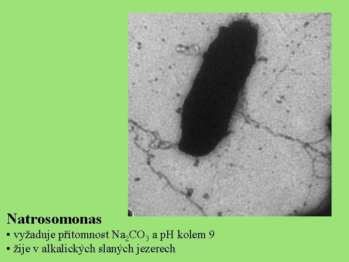 Natrosomonas • vyžaduje přítomnost Na 2 CO 3 a p. H kolem 9 •