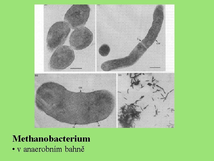 Methanobacterium • v anaerobním bahně 