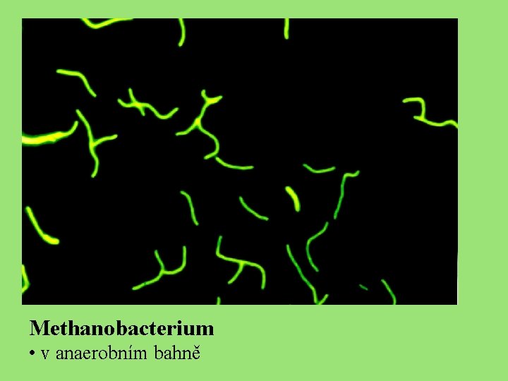 Methanobacterium • v anaerobním bahně 
