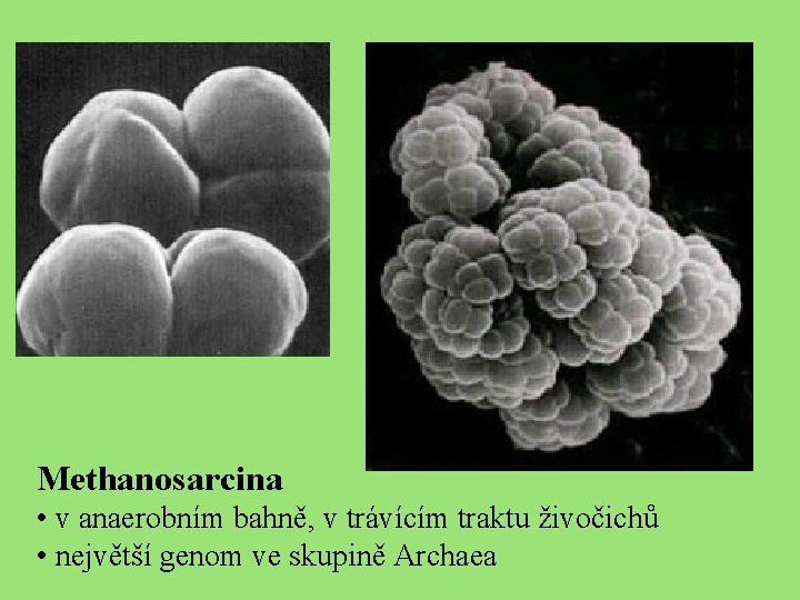 Methanosarcina • v anaerobním bahně, v trávícím traktu živočichů • největší genom ve skupině