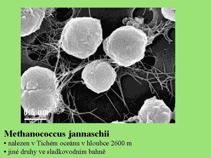 Methanococcus jannaschii • nalezen v Tichém oceánu v hloubce 2600 m • jiné druhy
