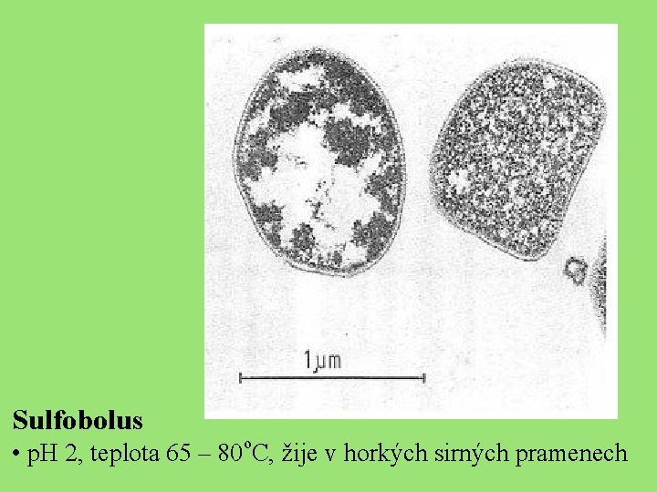 Sulfobolus o • p. H 2, teplota 65 – 80 C, žije v horkých