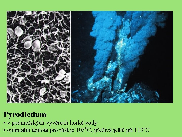 Pyrodictium • v podmořských vývěrech horké vody • optimální teplota pro růst je 105