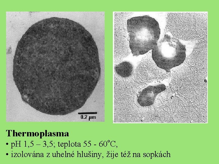 Thermoplasma • p. H 1, 5 – 3, 5; teplota 55 - 60 o.