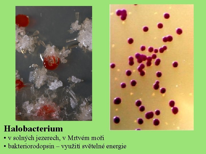 Halobacterium • v solných jezerech, v Mrtvém moři • bakteriorodopsin – využití světelné energie