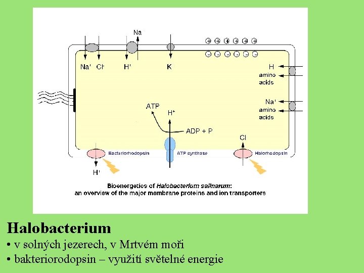 Halobacterium • v solných jezerech, v Mrtvém moři • bakteriorodopsin – využití světelné energie