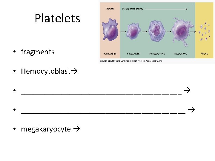 Platelets • fragments • Hemocytoblast • _________________________________________ • megakaryocyte 