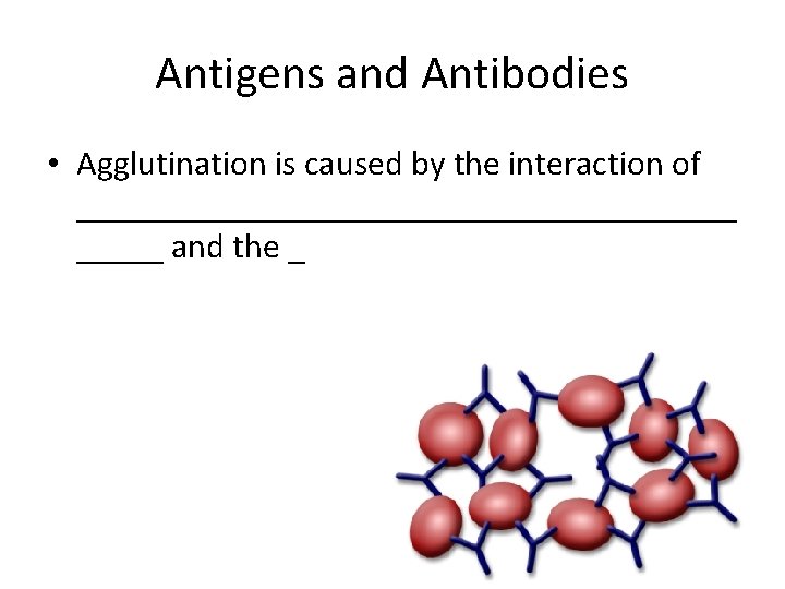 Antigens and Antibodies • Agglutination is caused by the interaction of ___________________ and the