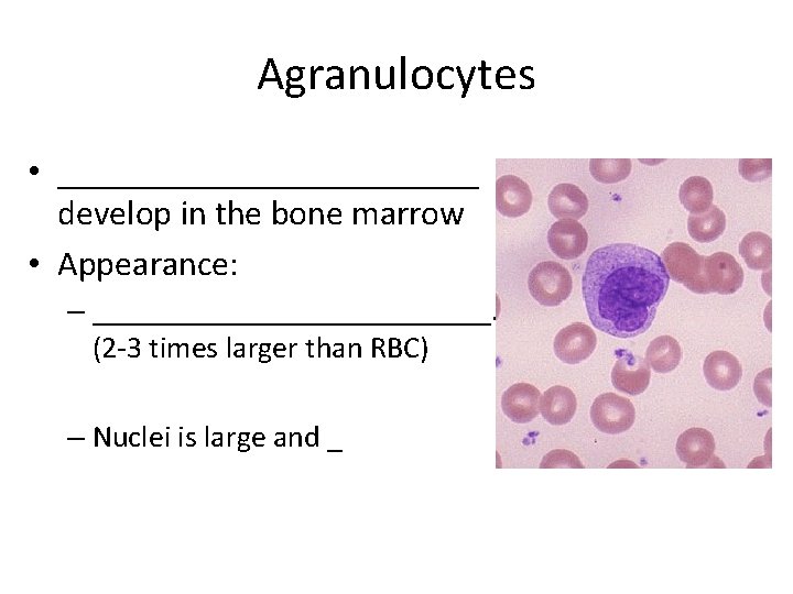 Agranulocytes • ____________ develop in the bone marrow • Appearance: – _____________. (2 -3