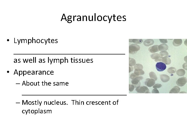 Agranulocytes • Lymphocytes ______________ as well as lymph tissues • Appearance – About the