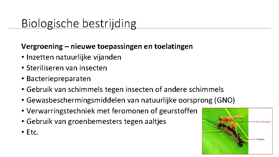 Biologische bestrijding Vergroening – nieuwe toepassingen en toelatingen • Inzetten natuurlijke vijanden • Steriliseren