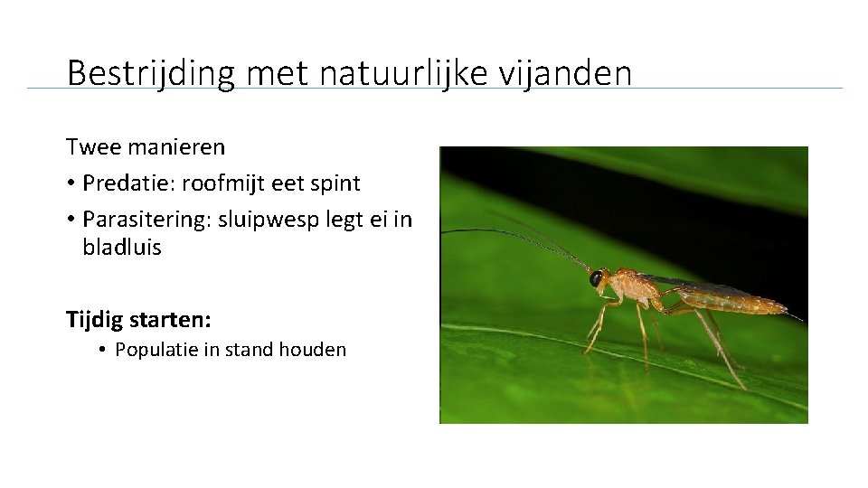 Bestrijding met natuurlijke vijanden Twee manieren • Predatie: roofmijt eet spint • Parasitering: sluipwesp
