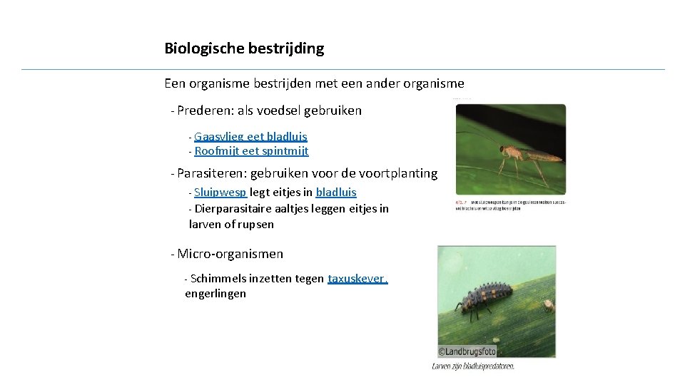 Biologische bestrijding Een organisme bestrijden met een ander organisme - Prederen: als voedsel gebruiken