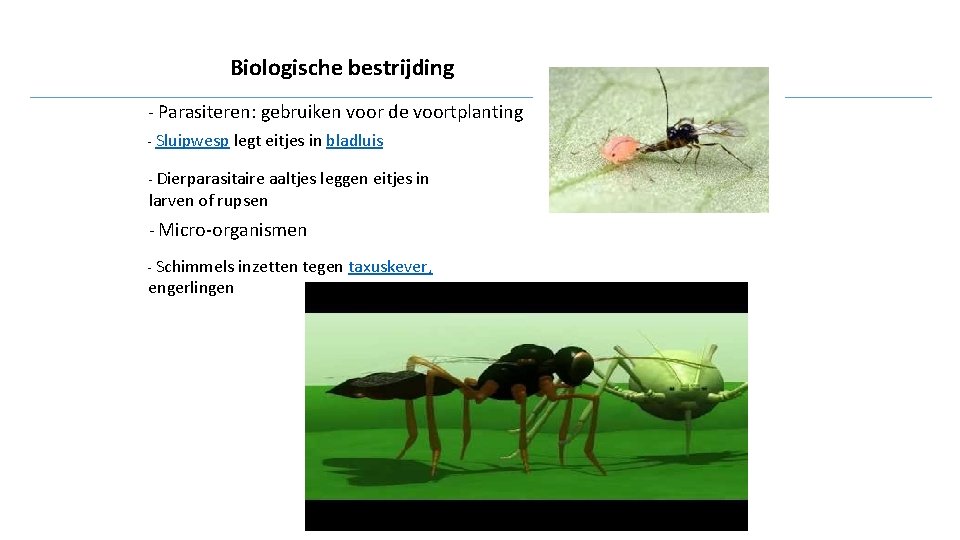 Biologische bestrijding - Parasiteren: gebruiken voor de voortplanting - Sluipwesp legt eitjes in bladluis
