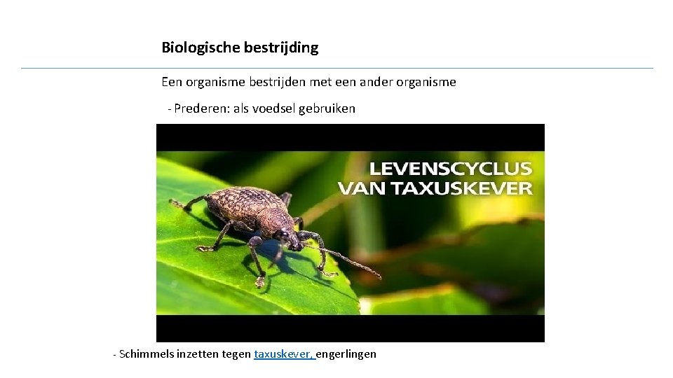 Biologische bestrijding Een organisme bestrijden met een ander organisme - Prederen: als voedsel gebruiken