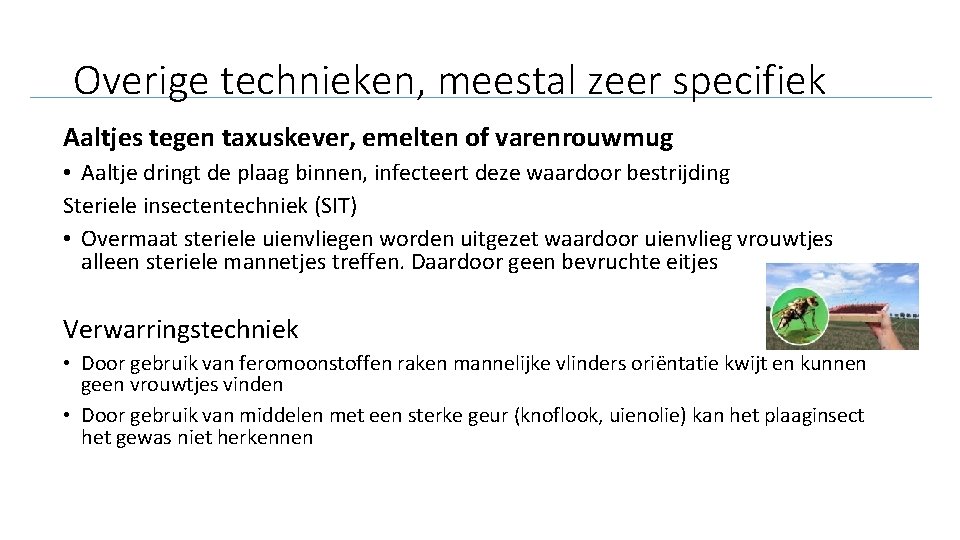 Overige technieken, meestal zeer specifiek Aaltjes tegen taxuskever, emelten of varenrouwmug • Aaltje dringt