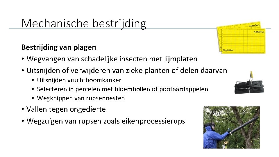 Mechanische bestrijding Bestrijding van plagen • Wegvangen van schadelijke insecten met lijmplaten • Uitsnijden