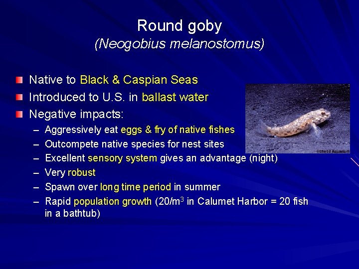 Round goby (Neogobius melanostomus) Native to Black & Caspian Seas Introduced to U. S.