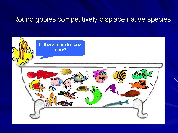 Round gobies competitively displace native species Is there room for one more? 