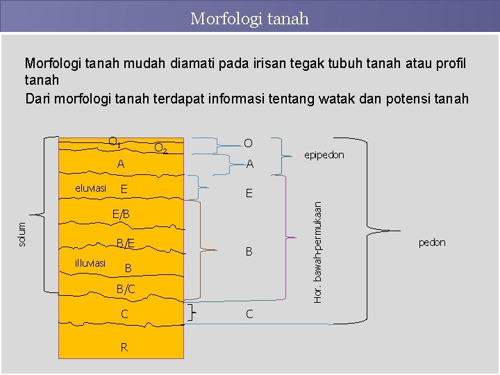 Morfologi tanah mudah diamati pada irisan tegak tubuh tanah atau profil tanah Dari morfologi