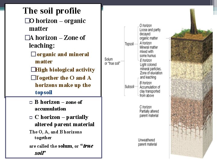 The soil profile �O horizon – organic matter �A horizon – Zone of leaching: