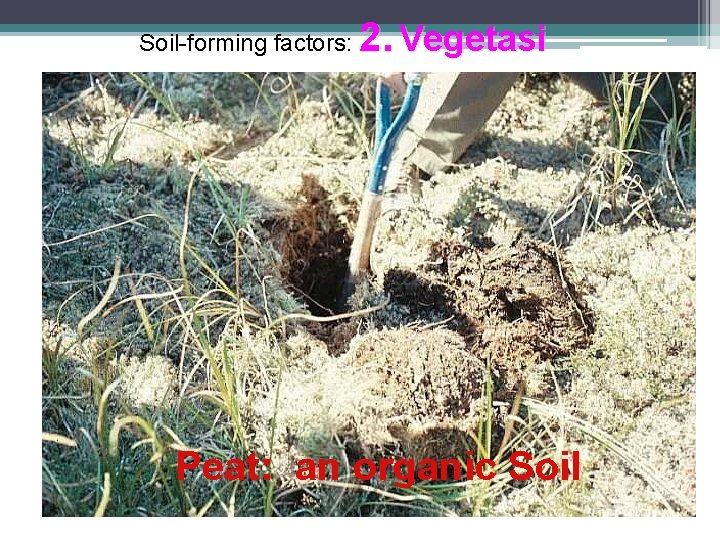 Soil-forming factors: 2. Vegetasi Peat: an organic Soil 