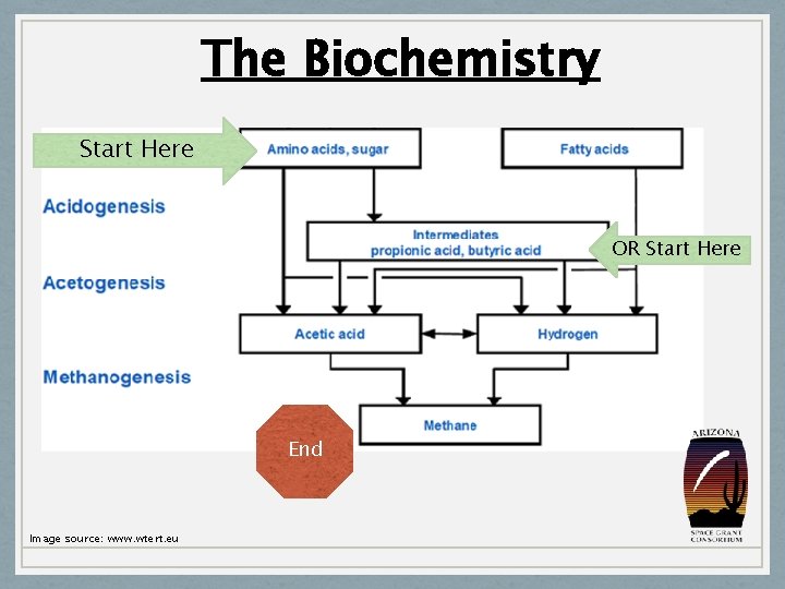 The Biochemistry Start Here OR Start Here End Image source: www. wtert. eu 