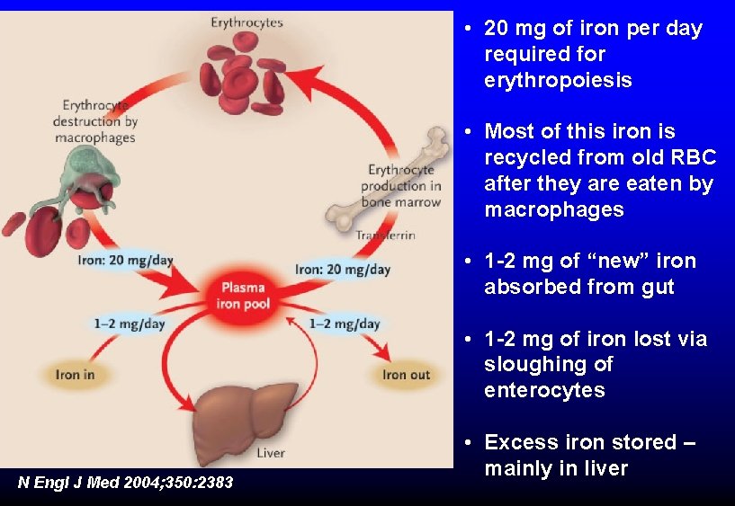  • 20 mg of iron per day required for erythropoiesis • Most of