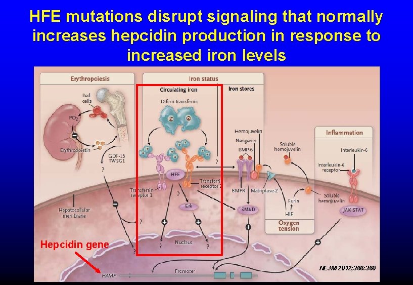 HFE mutations disrupt signaling that normally increases hepcidin production in response to increased iron