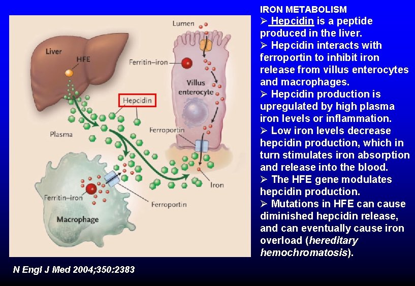 IRON METABOLISM Ø Hepcidin is a peptide produced in the liver. Ø Hepcidin interacts