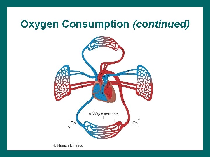 Oxygen Consumption (continued) 