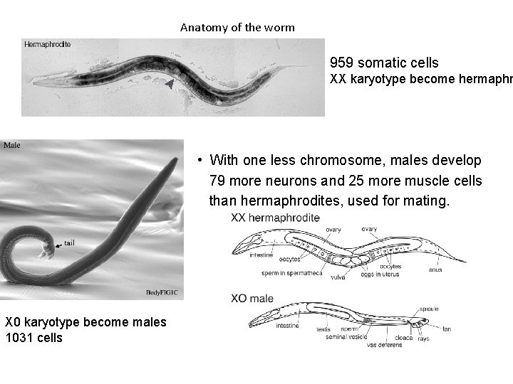Anatomy of the worm 959 somatic cells XX karyotype become hermaphr • With one