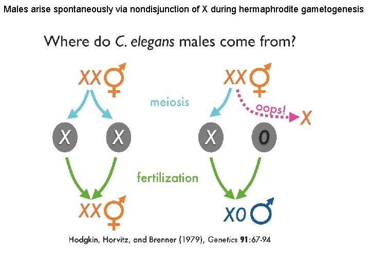 Males arise spontaneously via nondisjunction of X during hermaphrodite gametogenesis 
