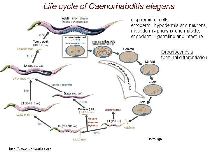 Life cycle of Caenorhabditis elegans a spheroid of cells: ectoderm - hypodermis and neurons,