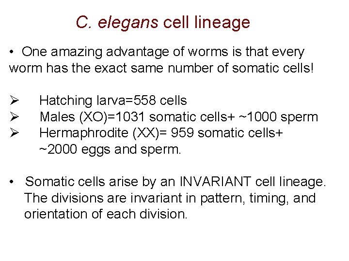 C. elegans cell lineage • One amazing advantage of worms is that every worm