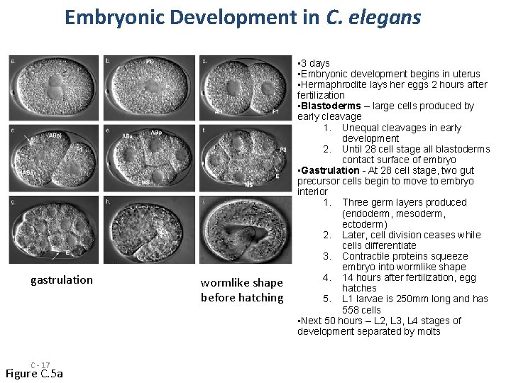 Embryonic Development in C. elegans gastrulation C - 17 Figure C. 5 a wormlike