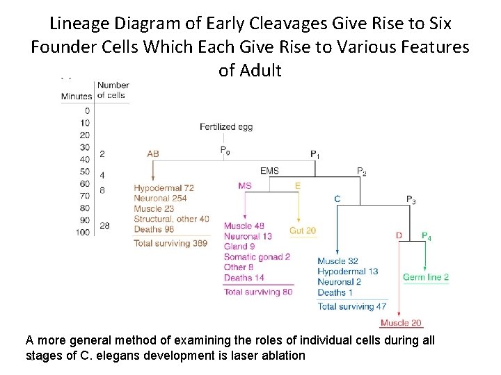 Lineage Diagram of Early Cleavages Give Rise to Six Founder Cells Which Each Give