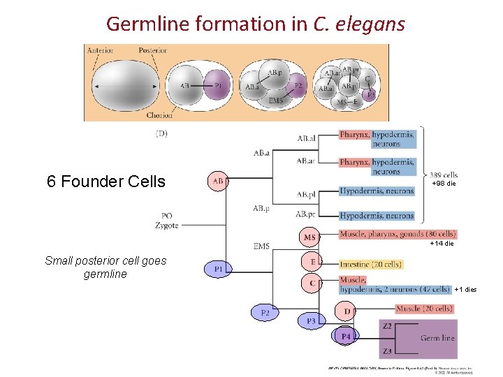 Germline formation in C. elegans 6 Founder Cells +98 die +14 die Small posterior