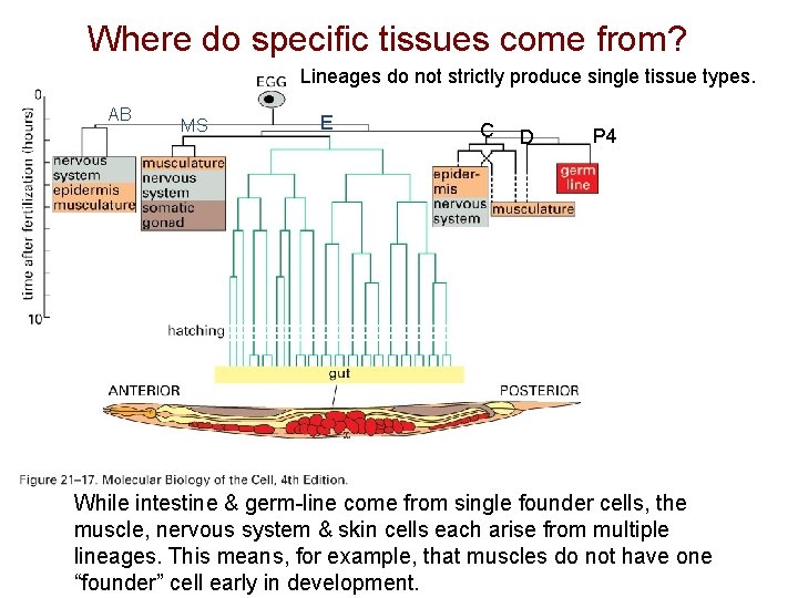 Where do specific tissues come from? Lineages do not strictly produce single tissue types.