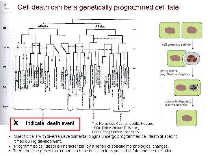 Cell death can be a genetically programmed cell fate. Indicate death event The Nematode