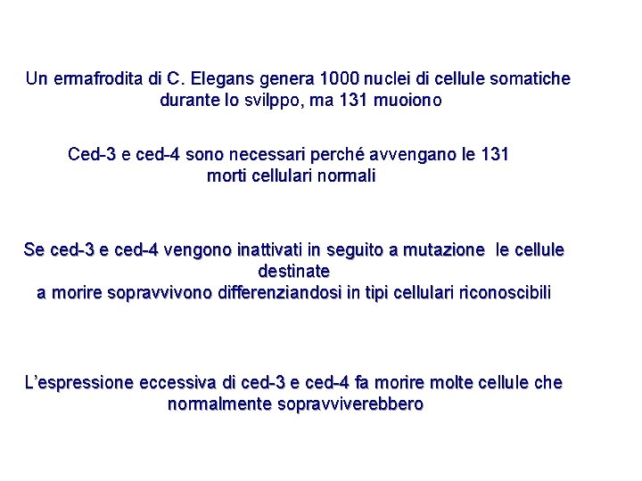 Un ermafrodita di C. Elegans genera 1000 nuclei di cellule somatiche durante lo svilppo,