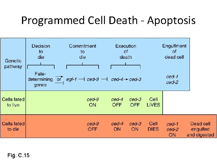 Programmed Cell Death - Apoptosis C - 27 Fig. C. 15 