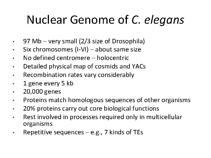 Nuclear Genome of C. elegans • • • 97 Mb – very small (2/3